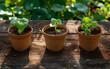 © JO BLA CO - Three Small Potted Plants on a Wooden Table