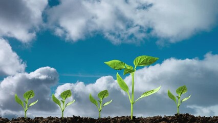 Wall Mural - Green seedling growing on the fly clouds 