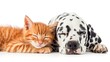 Cute Dalmatian Dog an red colored cat bonded friends together, isolated on white background
