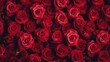 Tło. Na zdjęciu przedstawione jest wiele czerwonych róż, które są bardzo zbliżone do siebie.