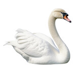 swan on the water