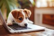 Cute puppy looking at laptop or computer.