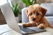 © ant - Cute puppy looking at laptop or computer.