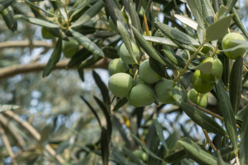 Poster - Alter Olivenbaum (Olea europaea) mit Früchten