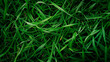 © Elena - The texture of a green grass in close-up