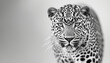 A grayscale portrait of a leopard with a penetrating gaze