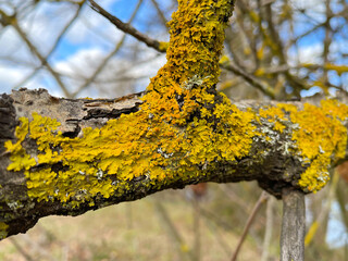 Sticker - Yellow Fungus on Tree Branch