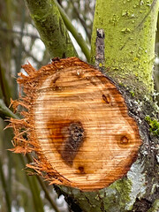 Canvas Print - Red Alder Tree Cut 02