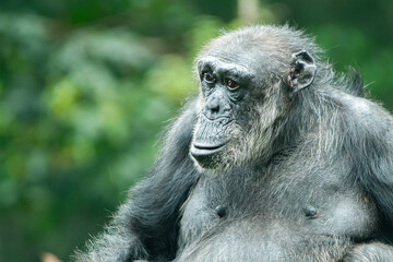 a chimpanzee or pan troglodytes