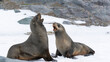 Antarctic fur seals fighting on the beach at Half Moon Island, Antarctica.