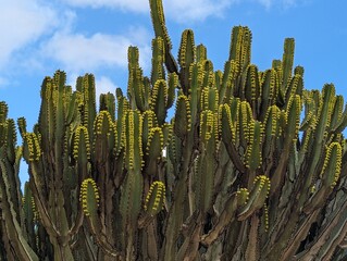 Kaktus Fuerteventura 