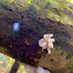 Sticker - Lung Oyster Mushrooms Cluster