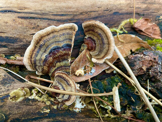 Canvas Print - Mushroom Broken