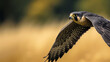 Skybound Majesty: A Peregrine Falcon Soaring Over Hay Fields