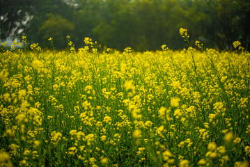 field of yellow flowers, Linn County, Mid-Willamette Valley, Western Oregon