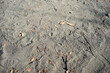 枯葉の落ちている砂の地面