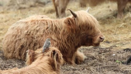 Wall Mural - A gray bird sits on Highland Cow Calf's head as out of focus calf friend chews on as if they were conversing