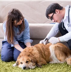 Wall Mural - Vet doctor visiting golden retriever dog at home