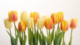Fototapeta Tulipany - Vibrant tulips on a white background