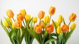 Fototapeta Tulipany - Vibrant tulips on a white background