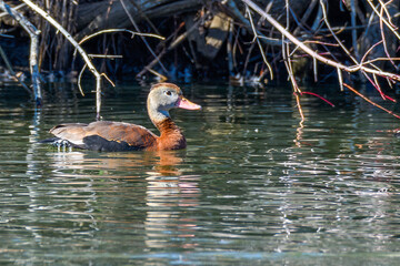 Wall Mural - right side view of black-bellied whistling duck swimming on the surface of the lagoon at audubon par