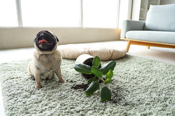 Canvas Print - Naughty pug dog with fallen flowerpot on green carpet at home