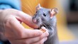 Close-up of a person gently feeding a grey pet rat, care and compassion