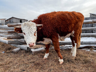 Wall Mural - Cow Eating Hay on Farmland in Winter