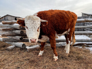 Wall Mural - Cow Eating Hay on Farmland in Winter