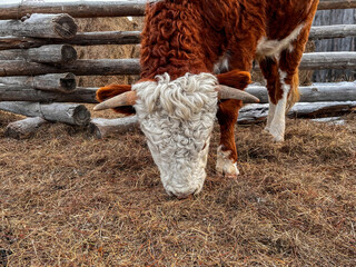 Wall Mural - Cow Eating Hay on Farmland in Winter