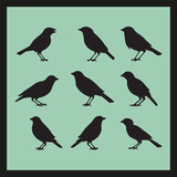 Fototapeta Dinusie - Finch bird silhouette set