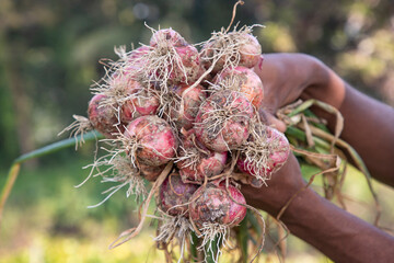 Wall Mural - Farmer Hand Holding A Bunch of Red Onion at the Field During Cultivation Harvest Season in the Countryside of Bangladesh