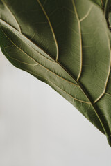 Wall Mural - Closeup view of green ficus leaf