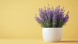 Fototapeta Lawenda - Rosemary in a minimalist style pot isolated on a simple pink background. This professional image consists of a subtle gradient. soft shadows It emphasizes the overall elegance of the scene.