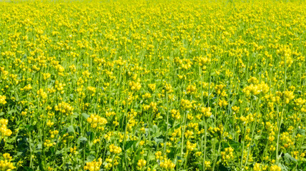 Wall Mural - field of mustards, organic field of mustards