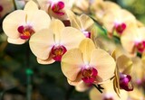 Fototapeta Storczyk - Yellow Phalaenopsis Orchid Flower 2