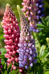 Wall Mural - close-up of colourful blooming summer flower