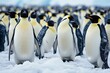 Emperor Penguin (Aptenodytes forsteri) colony at Snow Hill Island, Weddell Sea, Antarctica 