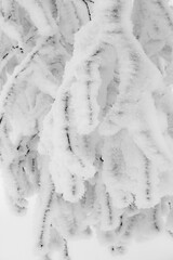 Wall Mural - close up of tree branches covered in thick white ice