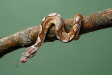 Studio Shot Of A Boa Constrictor Snake Slithering Along A Tree Branch Against A Plain Green Background. 