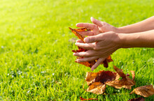 Close-up Of Hands Playing With Freshly Fallen Chestnut Leaves On The Grass Of A Small Park In Ireland On A Beautiful Autumn Morning