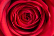Soft velvet red rose close up details macro 