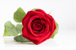 Soft red velvet rose with green leaves on a reflective white surface
