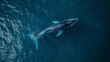 drone shot of Blue whale is swimming in the blue ocean or sea