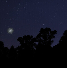 Wall Mural - christmas star rising over a dark forest