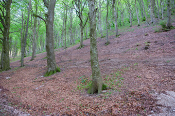 Canvas Print - Green hues of beech forest on Monte Cucco, Italy