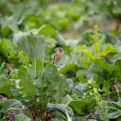 Wall Mural - Stonechat Perched on Garden Greens