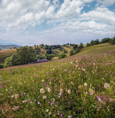 Wall Mural - Carpathian mountain countryside summer meadows with beautiful wild flowers