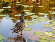 Duck in the pond captured in Nuuksio national park in Espoo Finland