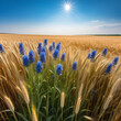 A field of eared wheat, overgrown in places with cornflowers, endless expanses flooded with the rays of the sun, barely swaying in the warm western wind.
​